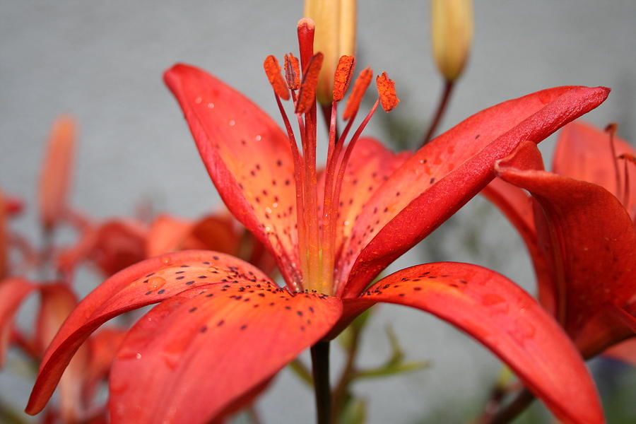 enchantment-lily-nicole-herbert.jpg